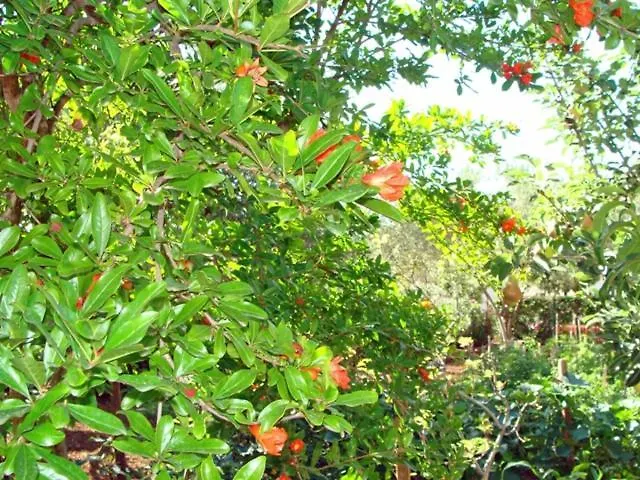 Апартаменты Meli